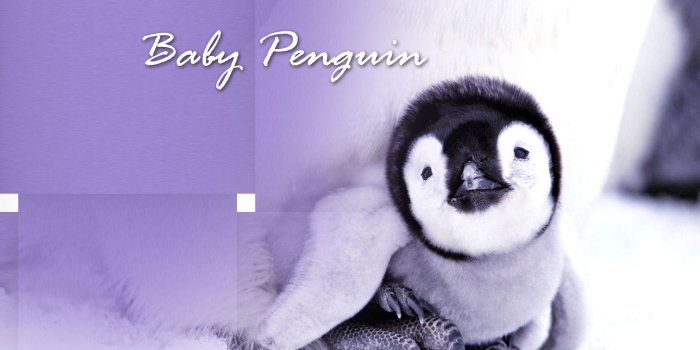 1920x1200 Penguin Wallpapers – Animal Spot