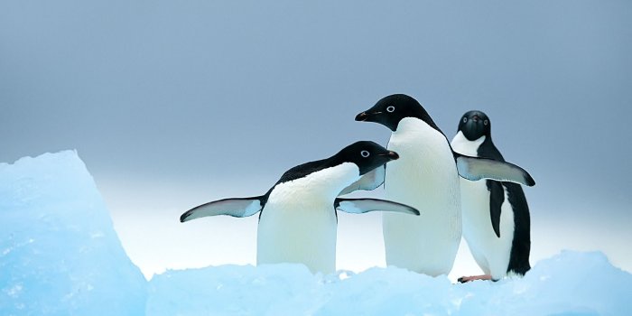 1920x1080 Best 30+ Penguin Background HD on HipWallpaper | Christmas Penguin