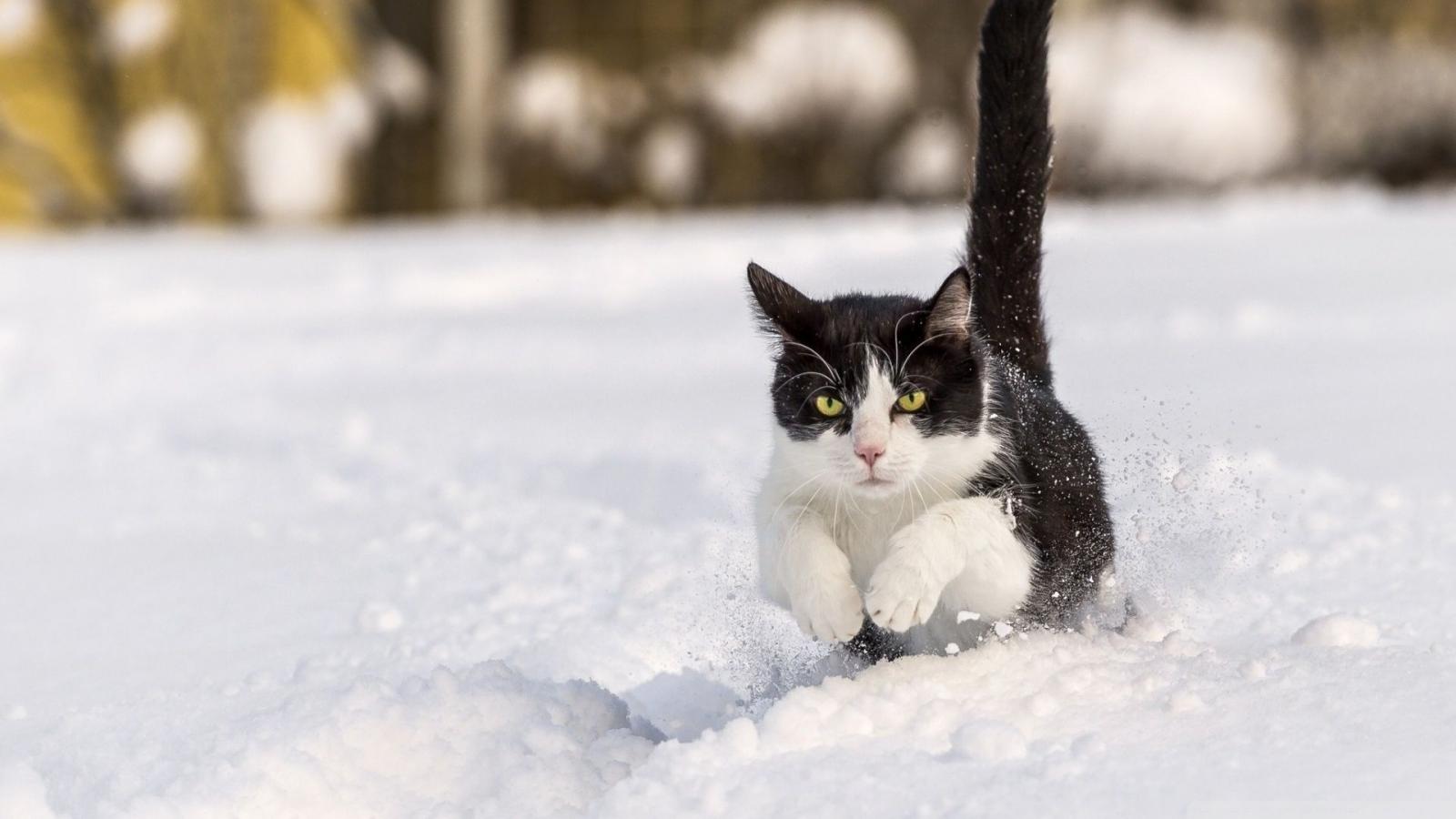 1920x1080 44+] Cats in Snow Wallpaper on WallpaperSafari