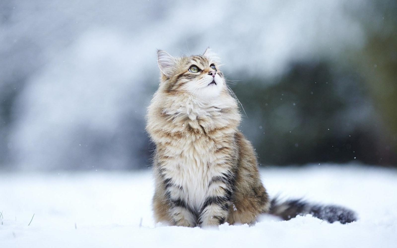 1920x1200 Animal Snow Wallpapers - Top Free Animal Snow Backgrounds