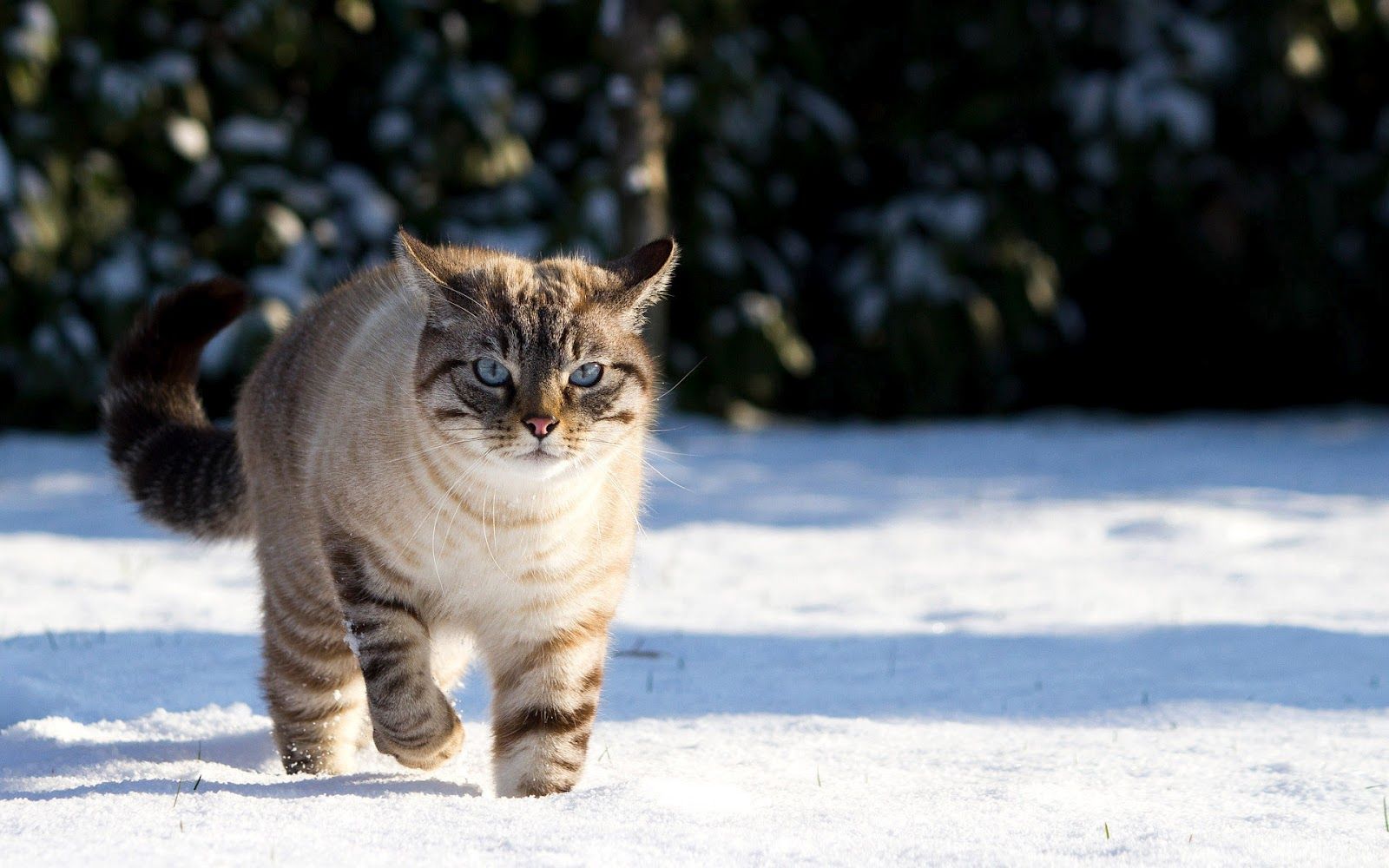 1600x1000 Winter Cat Wallpapers - Top Free Winter Cat Backgrounds