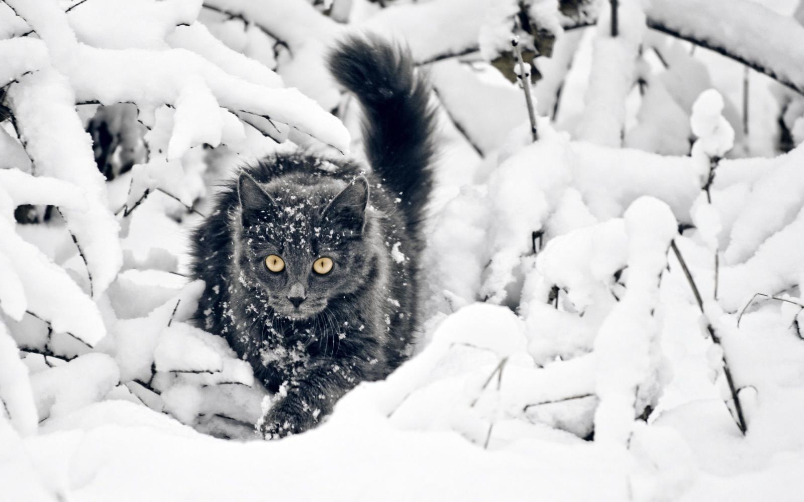 2560x1600 cat snow Wallpapers HD / Desktop and Mobile Backgrounds