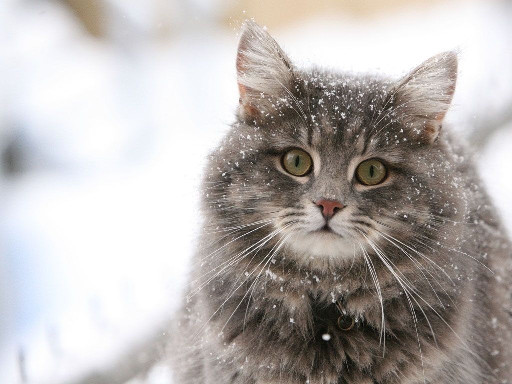1024x768 My Wallpapers Corner: Cat in Snow Wallpaper