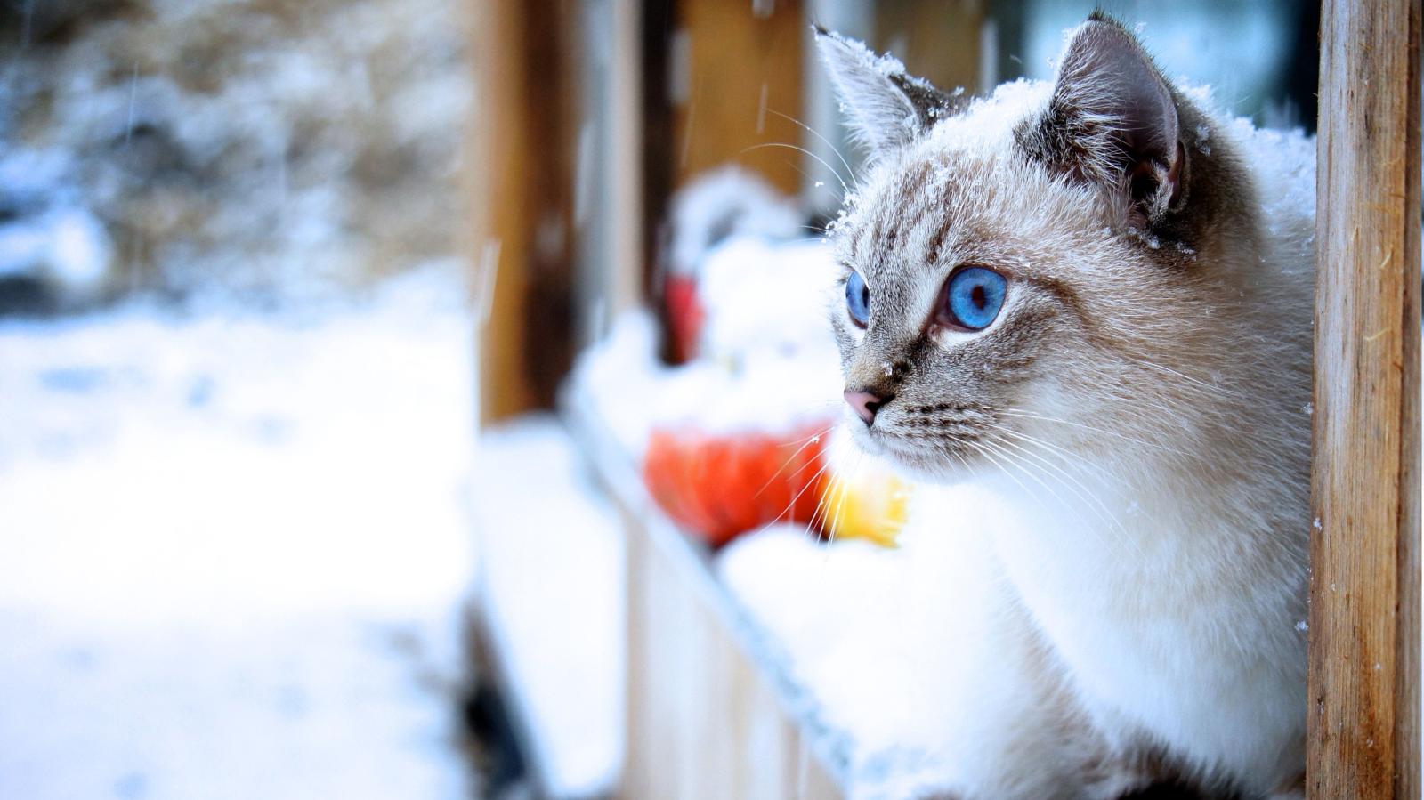 3846x2162 cat, Snow, Animals, Blue Eyes Wallpapers HD / Desktop and Mobile