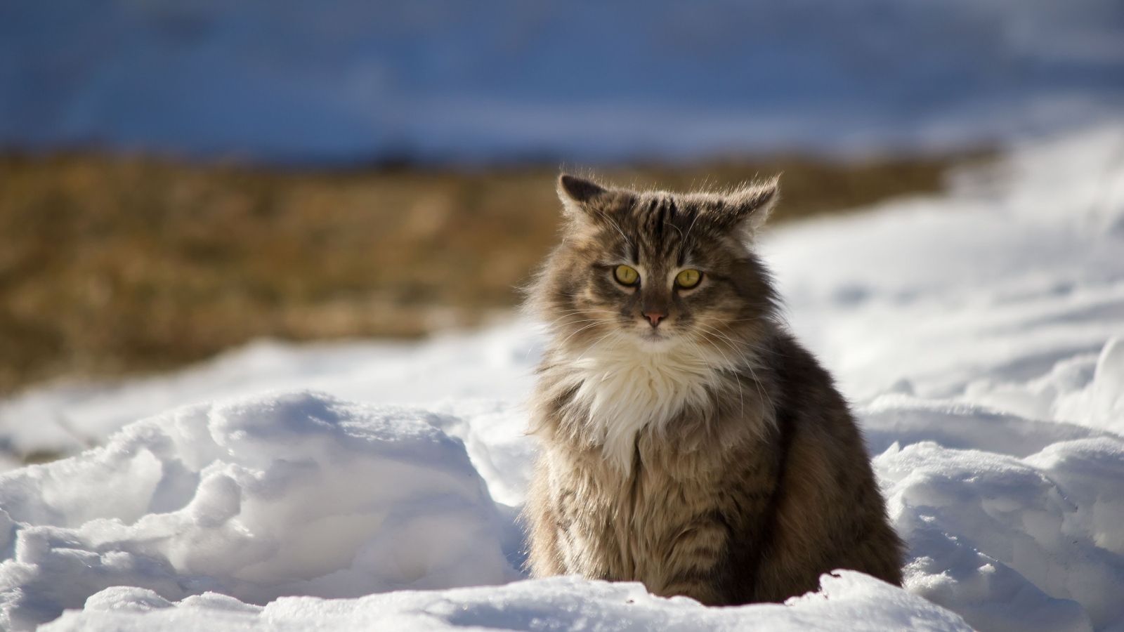 1600x900 Download Wallpaper 1600x900 Cat, Winter, Fluffy, Snow 1600x900 HD