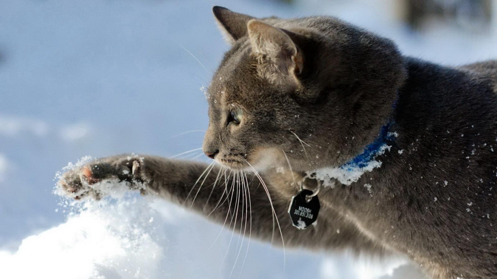 1920x1080 Free download hd cat snow winter mood hd resolution wallpaper Car