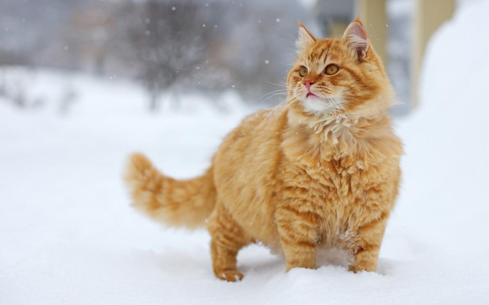 1920x1200 winter snow cats animals orange fluffy 1920x1200 wallpaper