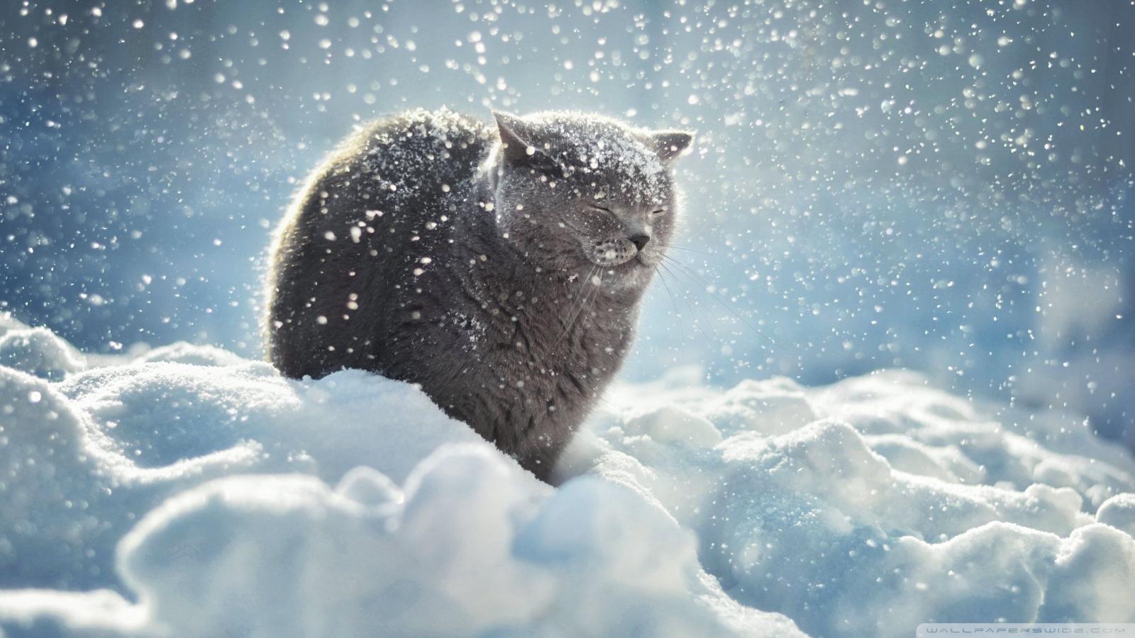 2048x1152 Winter Cat Wallpapers - Top Free Winter Cat Backgrounds
