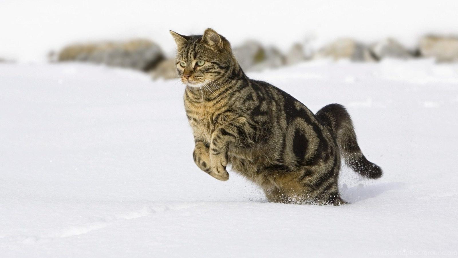 1920x1080 Cats: Cat Snow Winter Jump Free Desktop Wallpapers For HD 16:9