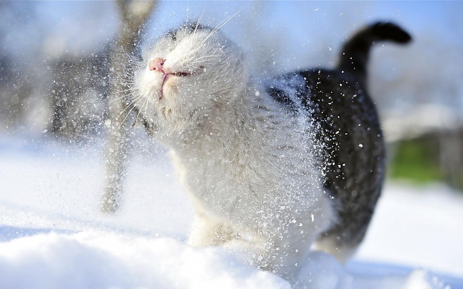 1920x1200 snow cats animals outdoors 1920x1200 wallpaper – Animals Cats HD