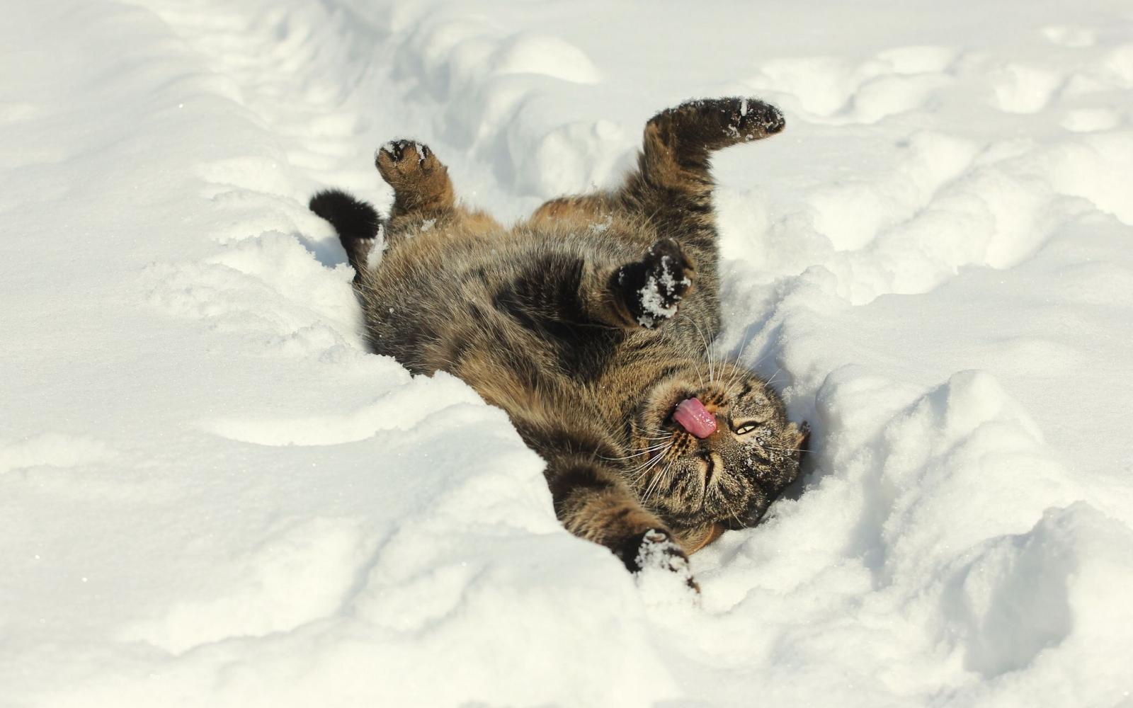 2048x1280 Desktop Wallpapers Cats Snow Animals 2048x1280