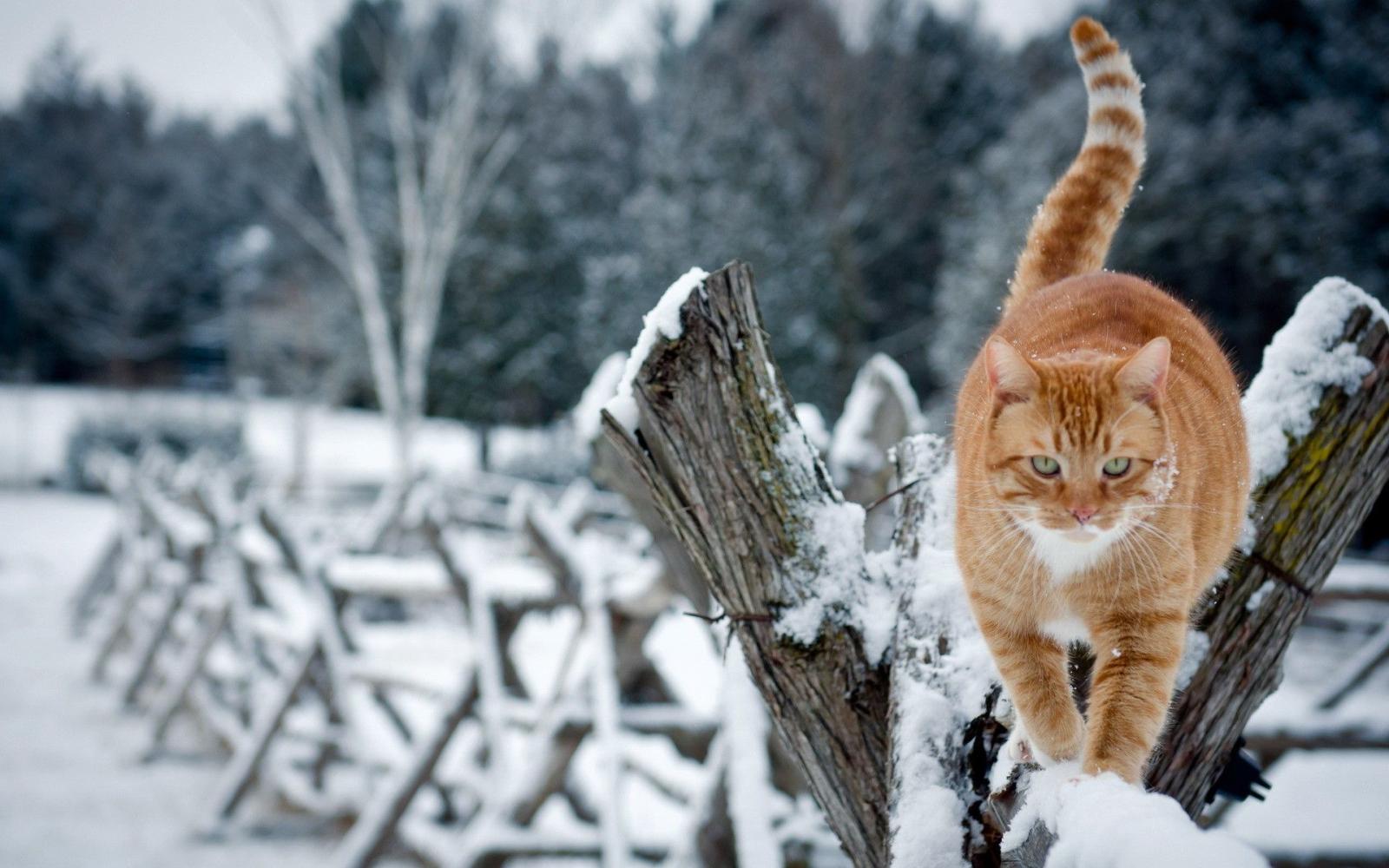 1920x1200 Animal Winter Desktop Wallpaper (59+ images)