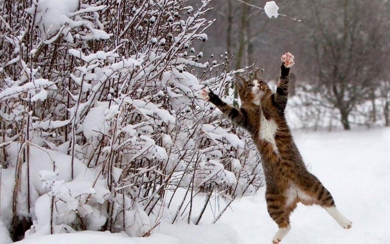 1280x800 Cat Catch Snow Winter Wallpapers By Lalasunbeck Desktop Background