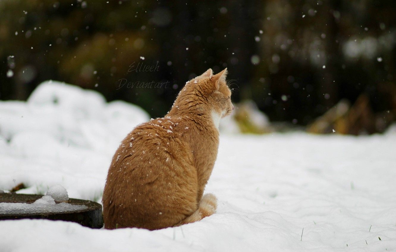 1332x850 Wallpaper winter, cat, snow, by Ellieeh images for desktop