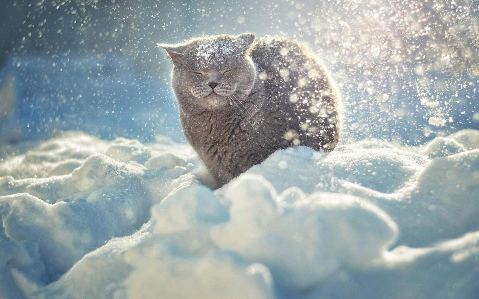 1920x1200 Cat enjoying the snow HD desktop wallpaper : Widescreen : High