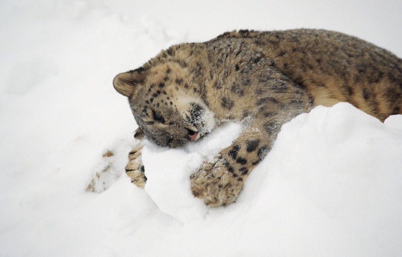 1332x850 Wallpaper winter, cat, snow, hugs, IRBIS, snow leopard images for