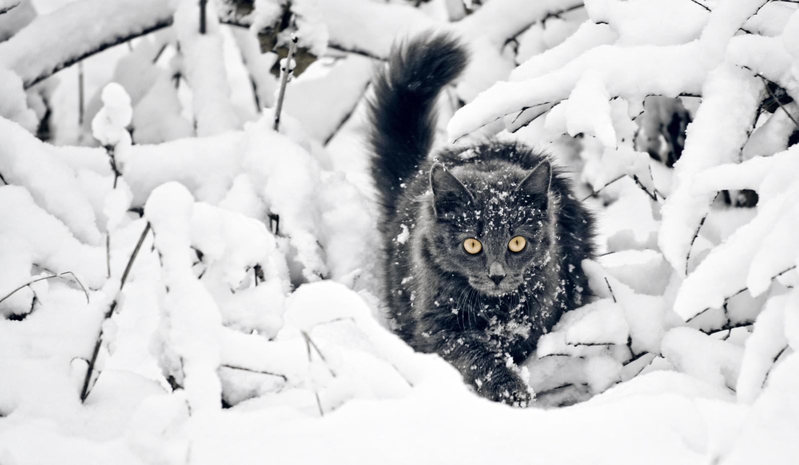 3976x2315 Cat in the snow - Desktop Wallpaper