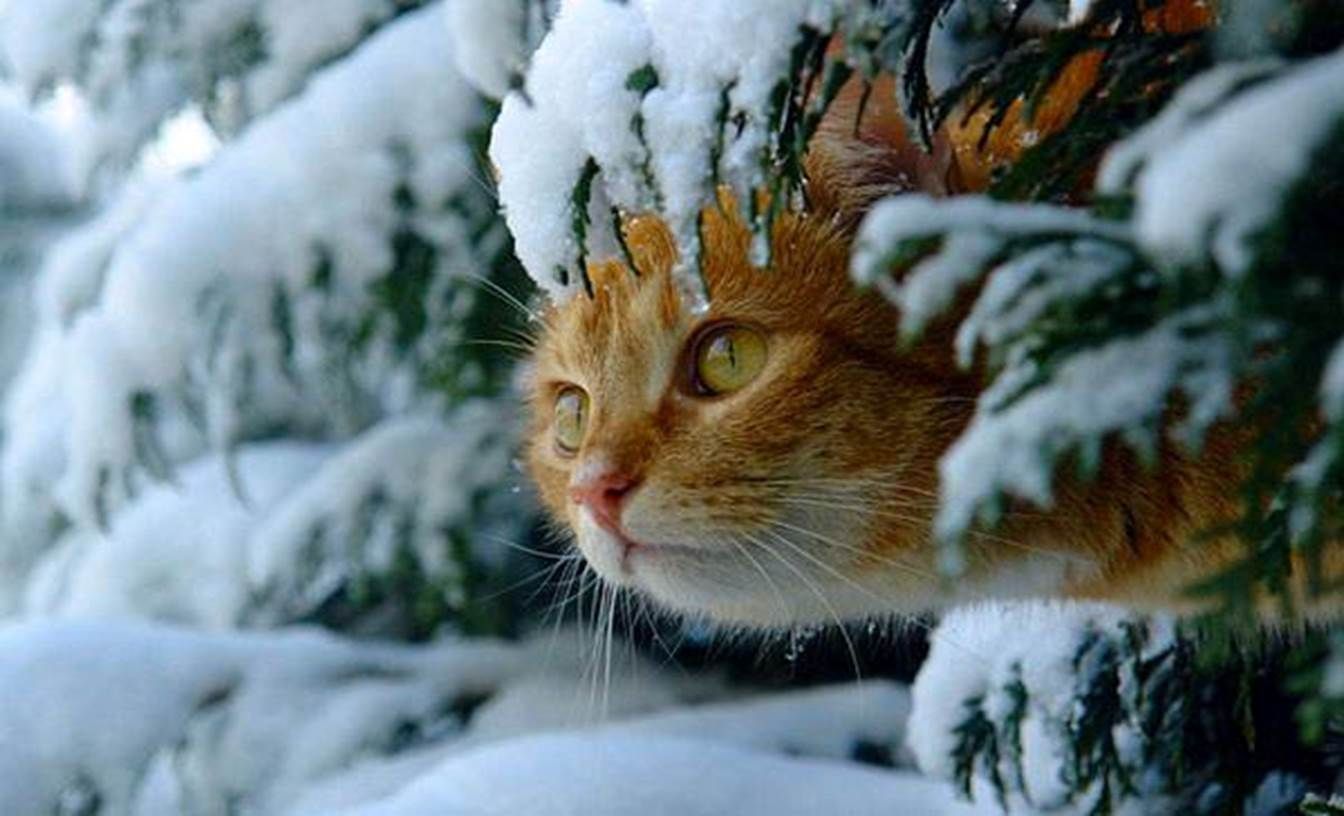 1344x816 Cats Snow Kitty Animals Winter Cute Cat Desktop Backgrounds ~ Cats