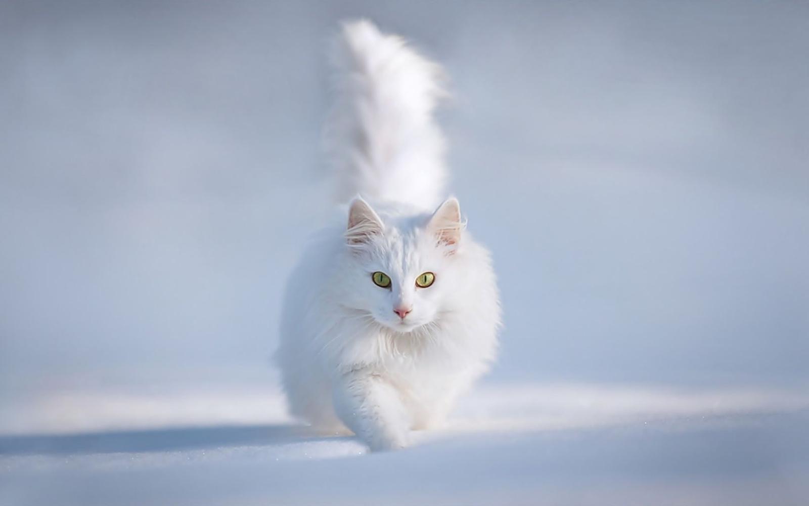 1680x1050 White cat running in the snow Desktop wallpapers 1680x1050