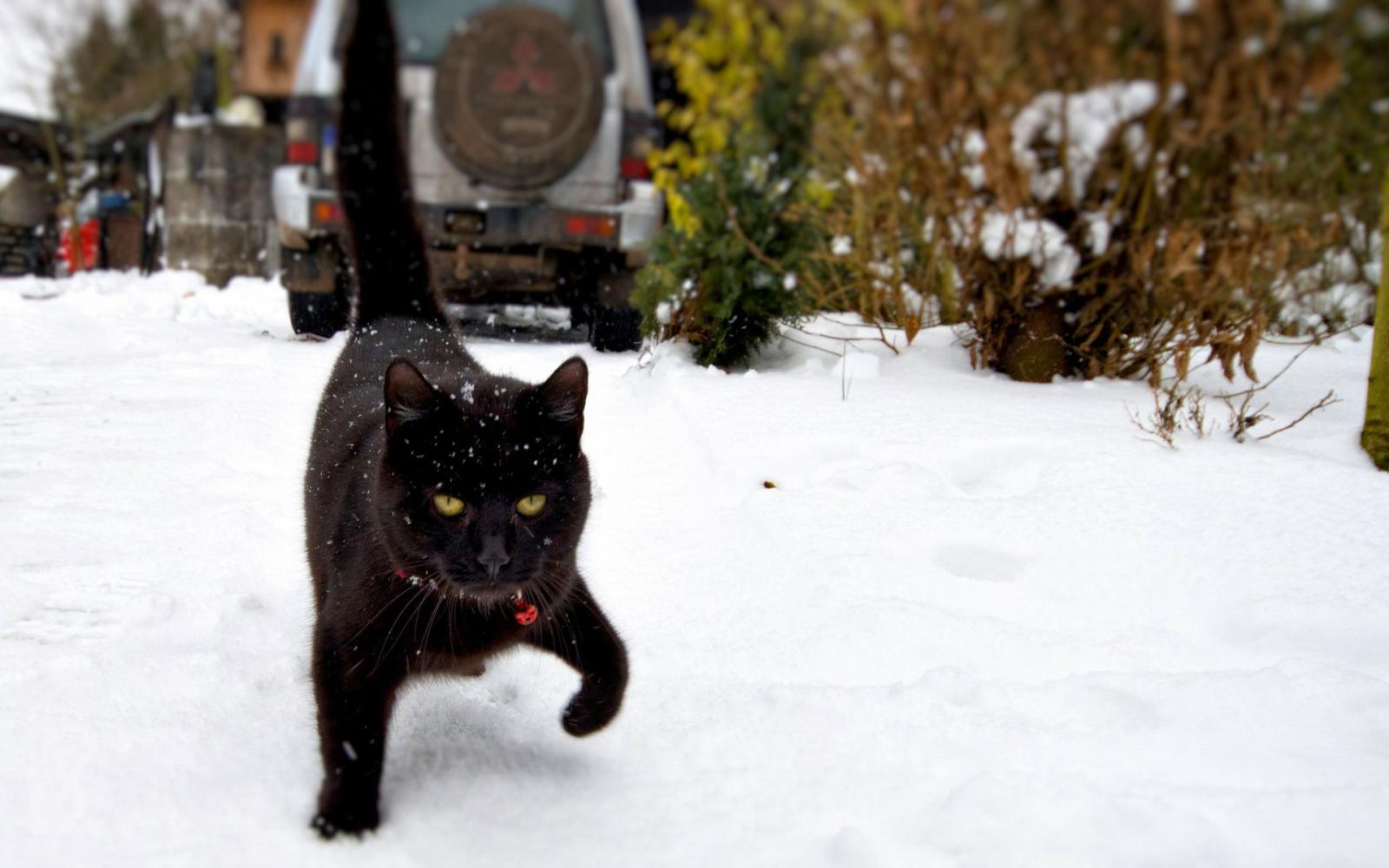 1920x1200 Black cat walks on the snow Desktop wallpapers 1920x1200
