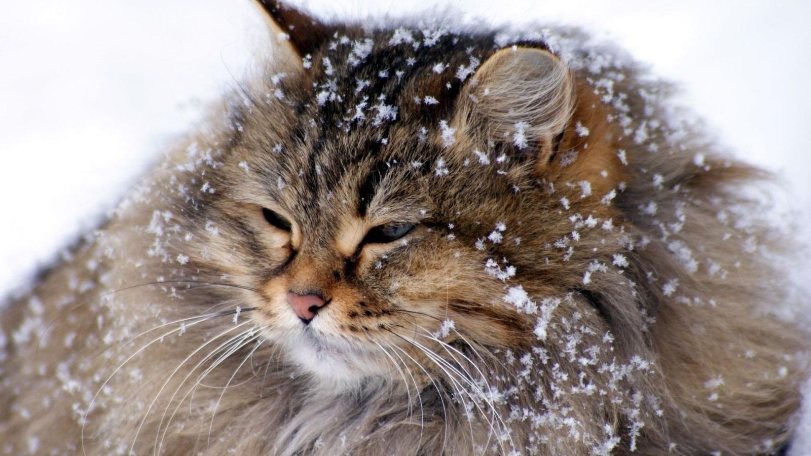 1920x1080 Free download Download Fluffy Cat The Snow Animals Iphone Ipad