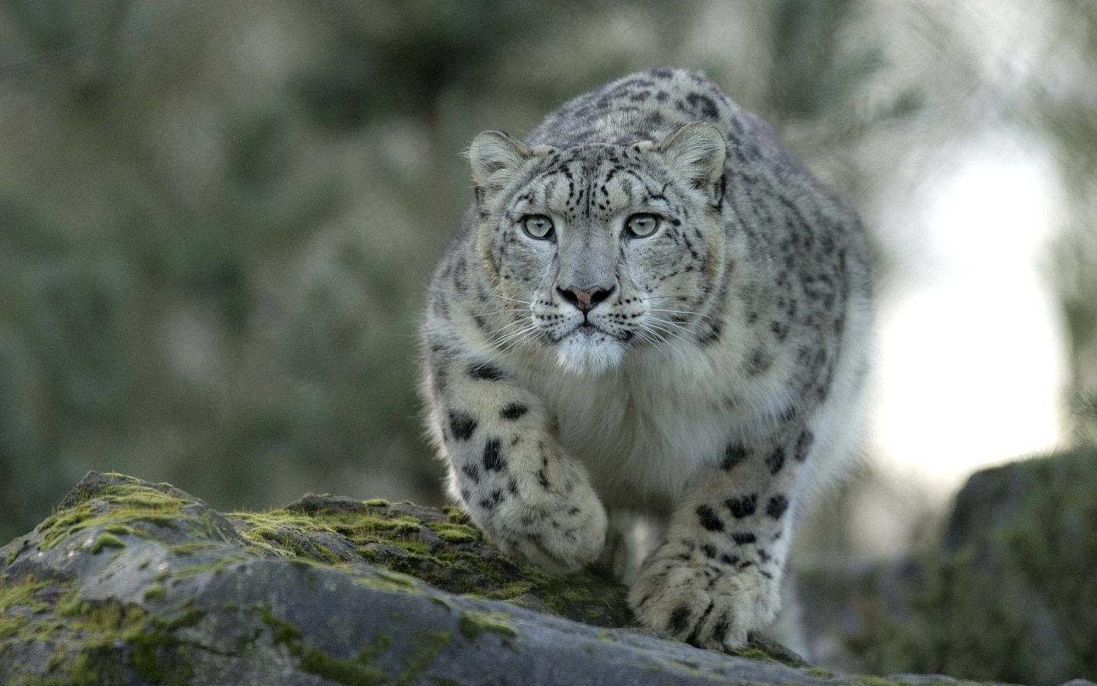 1920x1200 Snow Leopard HD Wallpaper ·① WallpaperTag