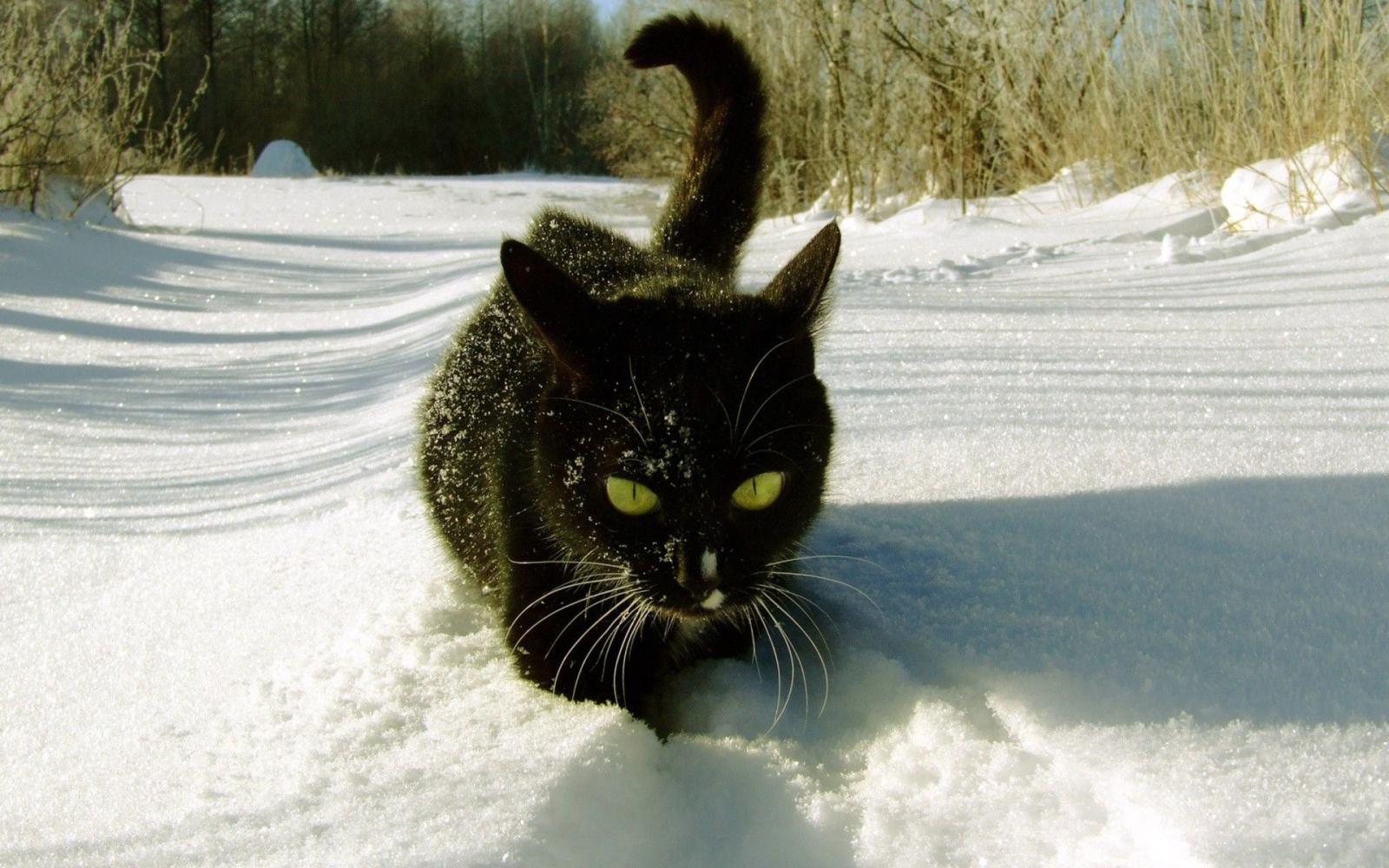 1920x1200 1920x1200 Black Cat in the Snow desktop PC and Mac wallpaper