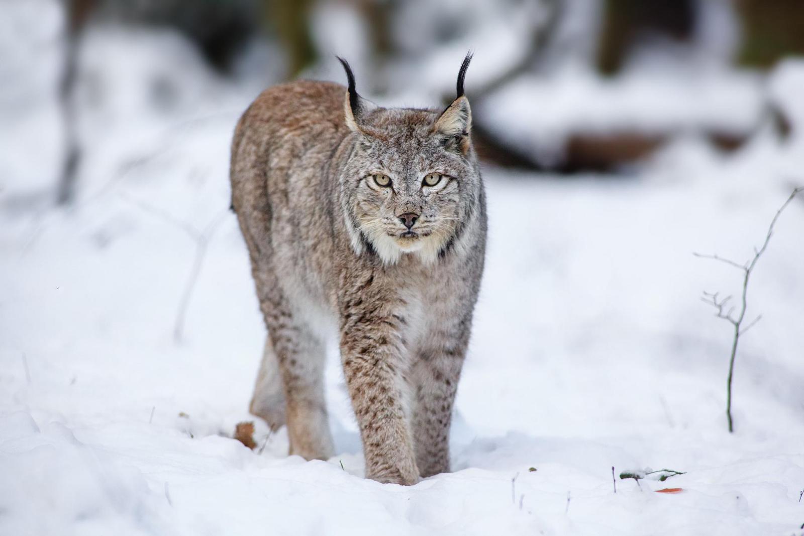 2048x1365 HD Cats Lynx Animals Winter Snow HD Desktop Wallpaper | Download