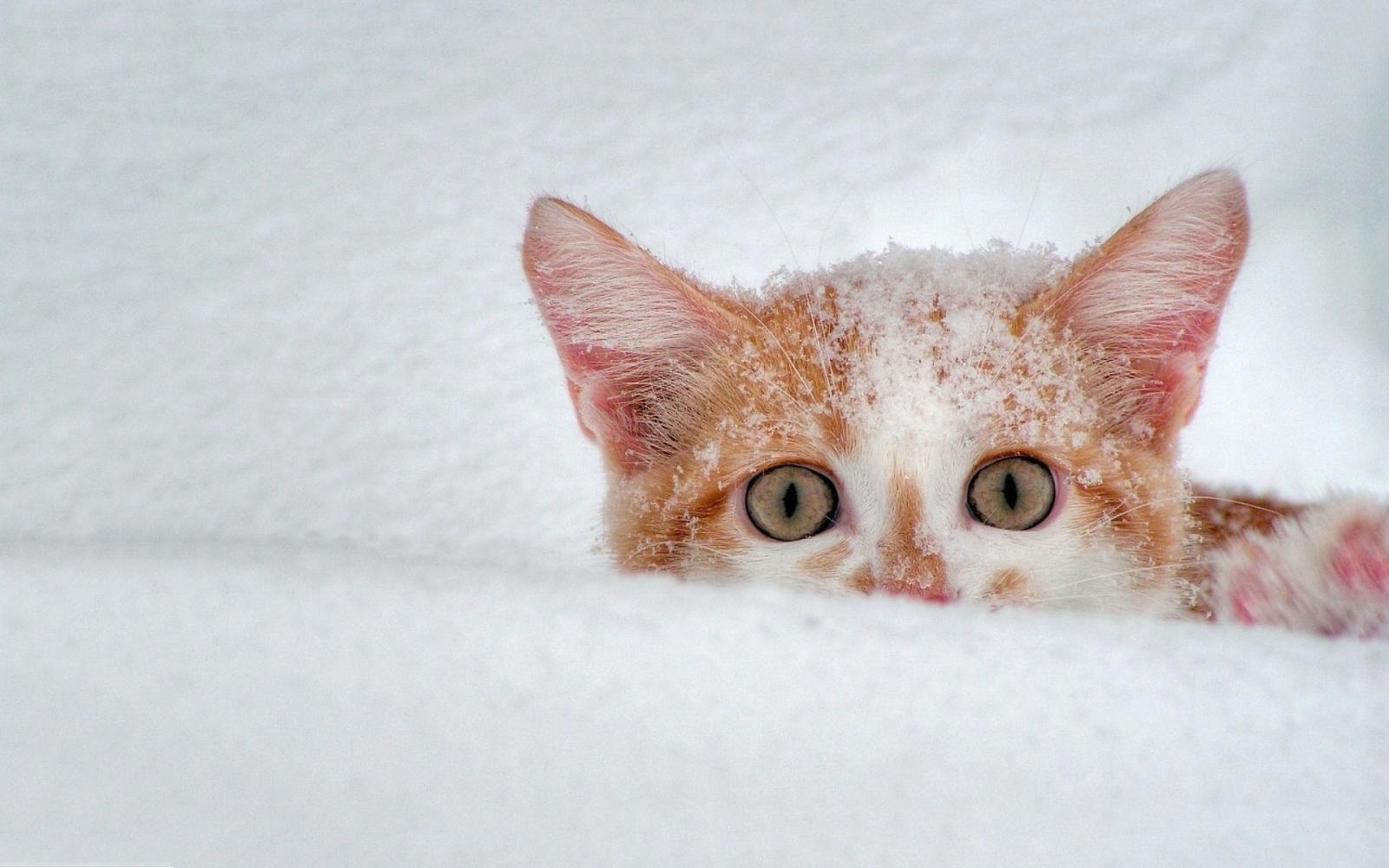 1920x1200 Cat Snow Scary wallpaper | 1920x1200 | #12121