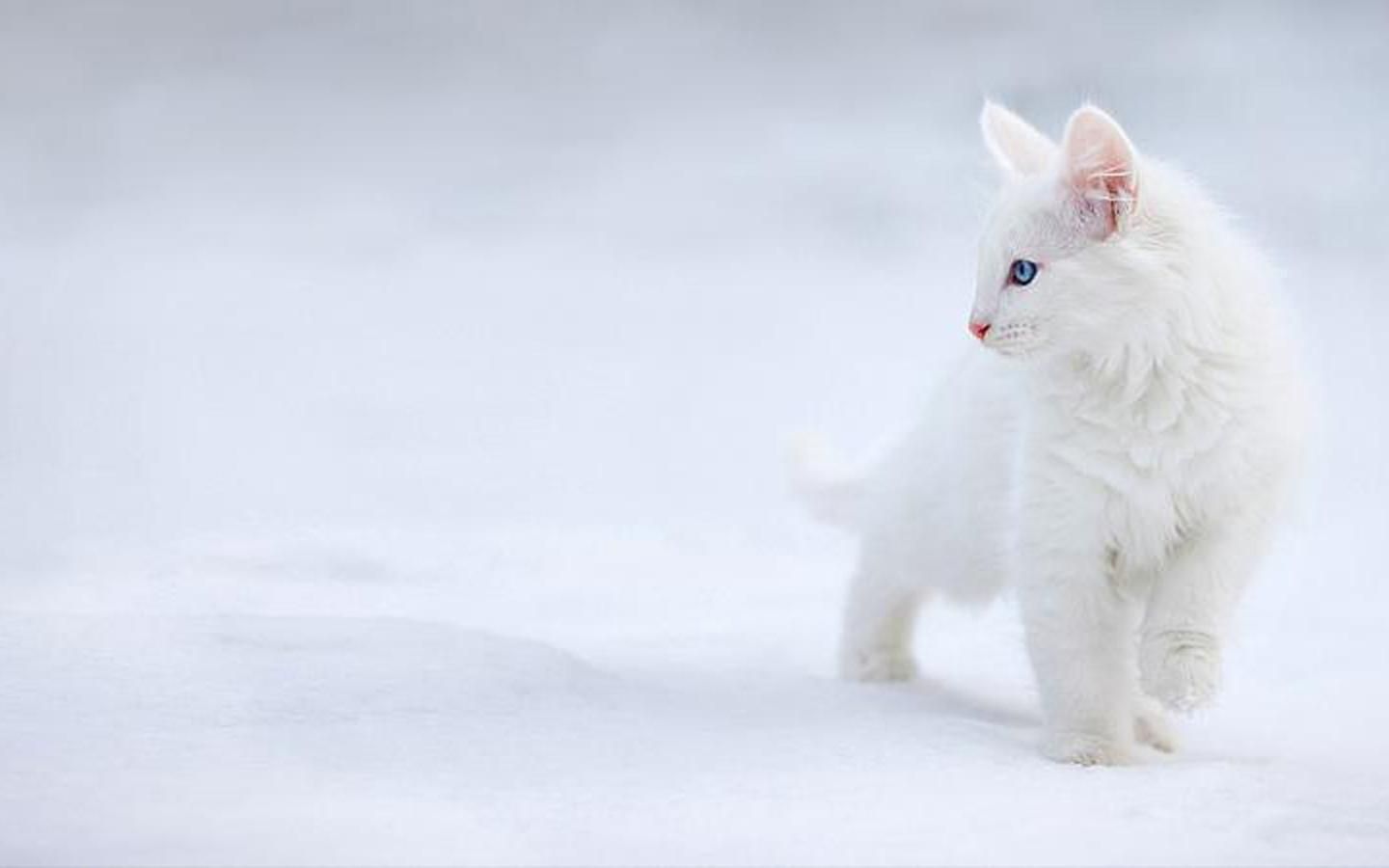 1440x900 Cat In Snow Hd Wallpaper | Free Hd Wallpapers