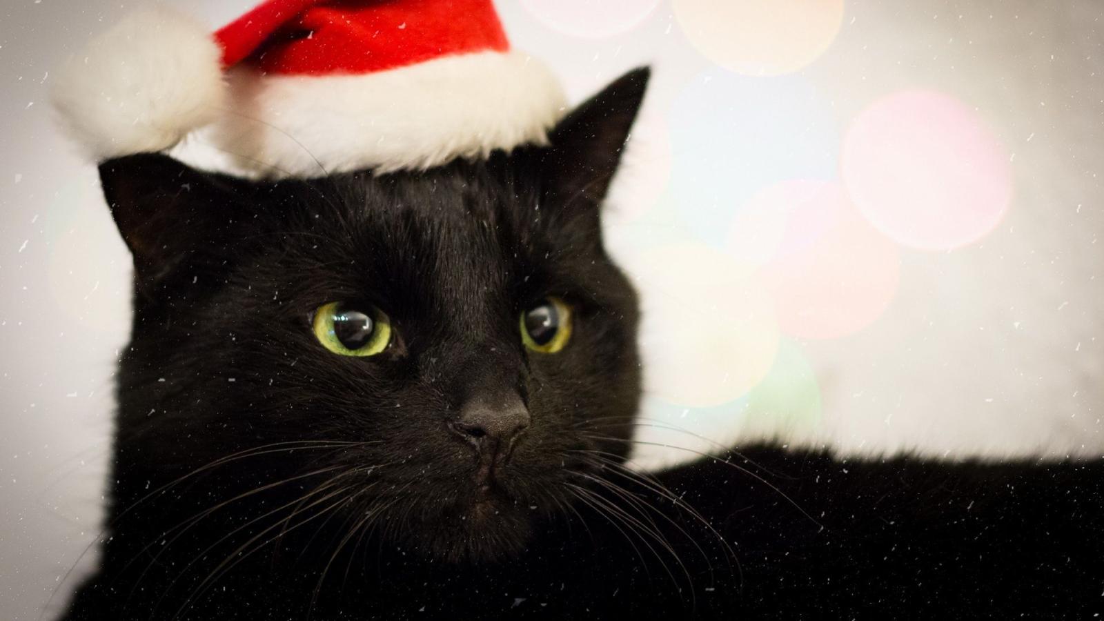 1920x1080 Download 1920x1080 HD Wallpaper new year cat snow, Desktop