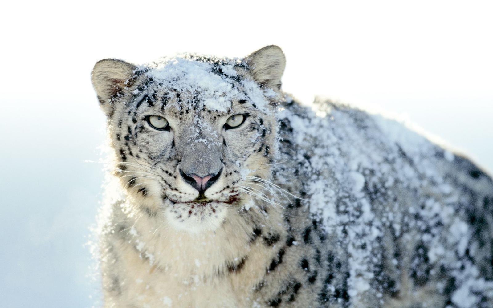 2560x1600 Snow Leopard Wallpaper (72+ images)