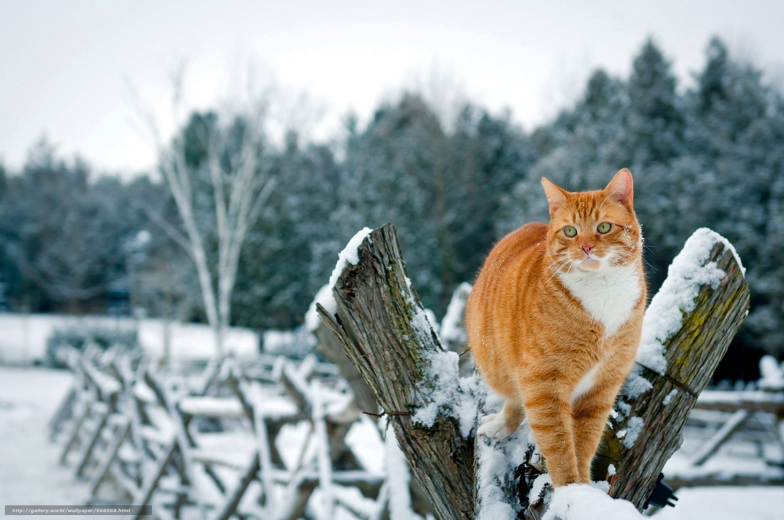 1600x1062 Download wallpaper snow, cat, COTE, winter free desktop wallpaper