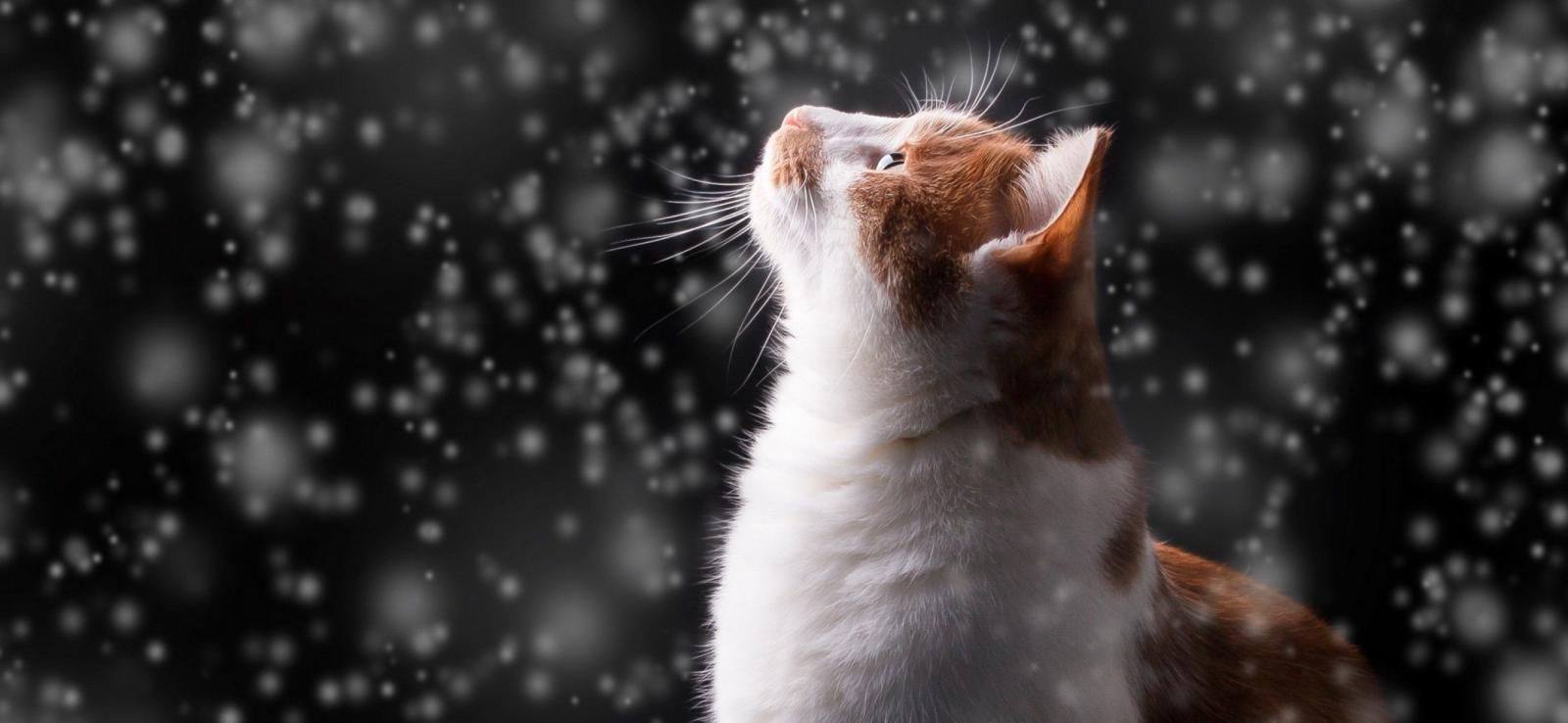 2436x1125 Cat watches the snow HD Wallpaper iPhone X - HD Wallpaper