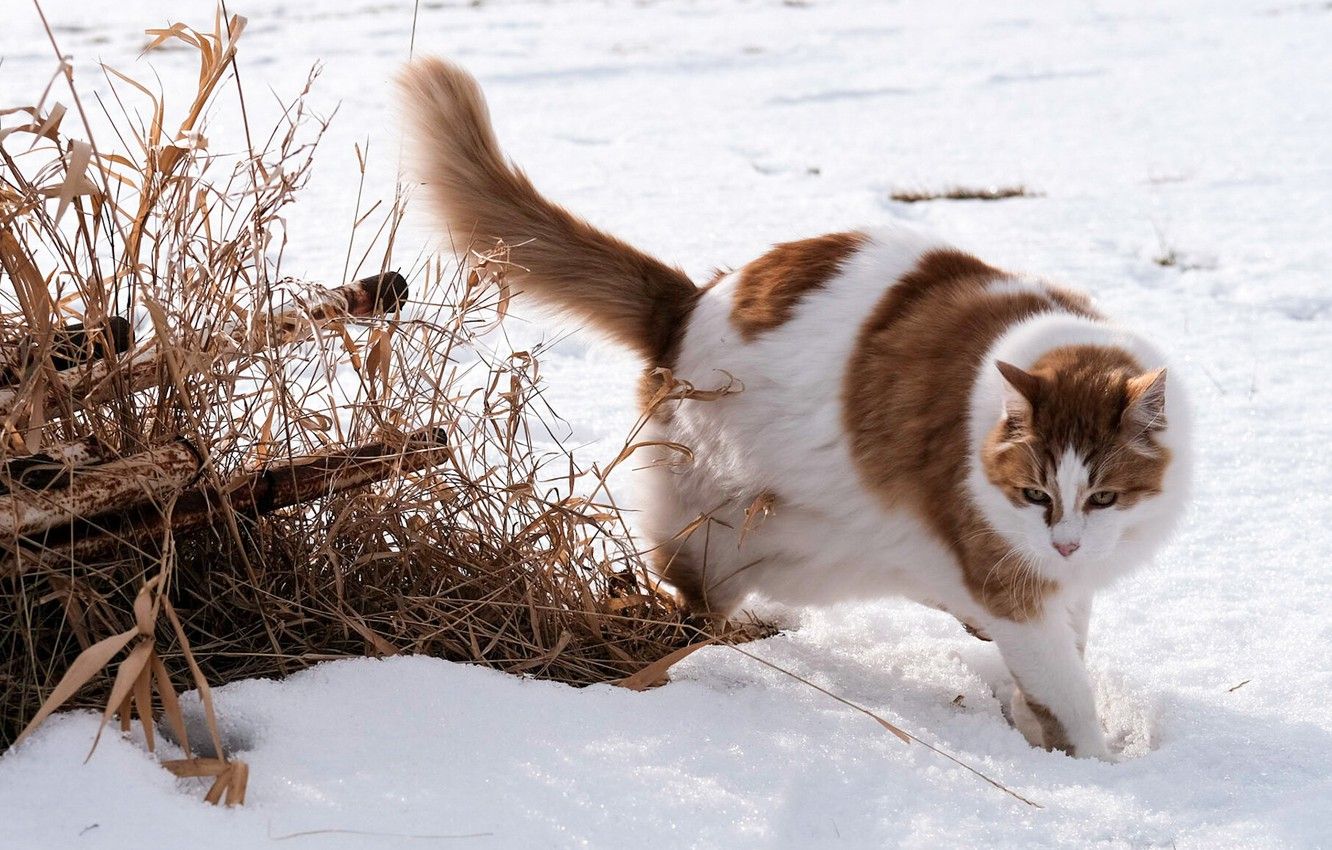 1332x850 Wallpaper winter, field, cat, cat, snow, nature, pipe, pose, red