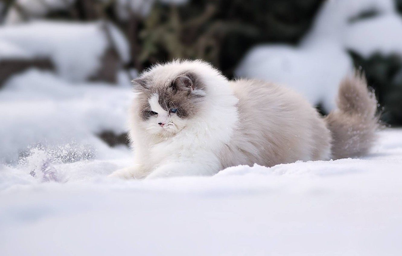 1332x850 Winter Cat Wallpapers - Top Free Winter Cat Backgrounds
