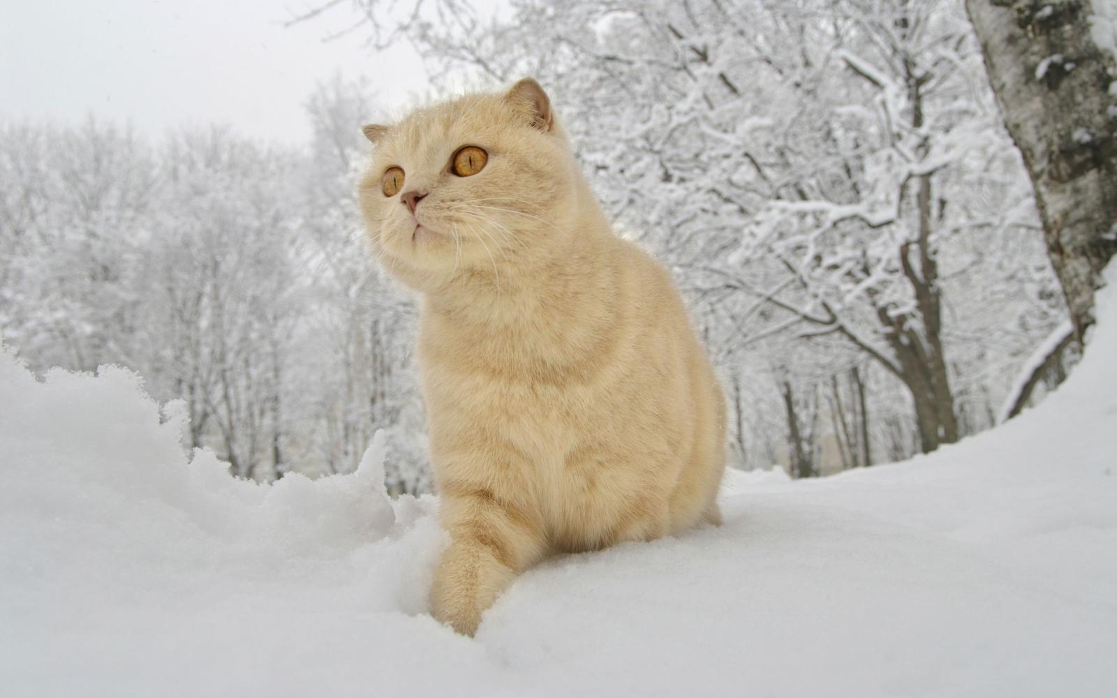 2560x1600 Scottish lop-eared cat walking on white snow Desktop wallpapers