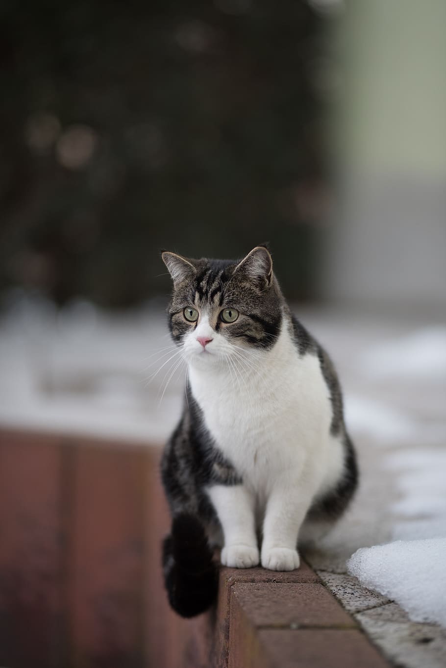 910x1363 HD wallpaper: cat, winter, snow, hunt, domestic, pets, domestic