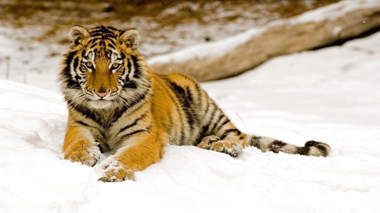 1920x1080 1849 Big Cat HD Wallpapers | Background Images