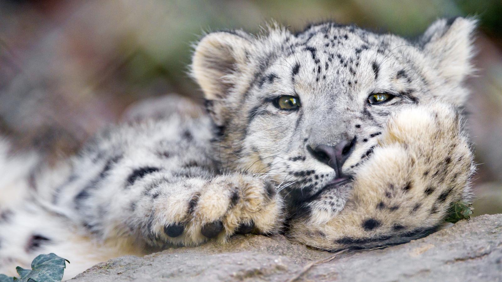 3840x2160 Download desktop wallpaper Cat Snow Leopard 3840x2160