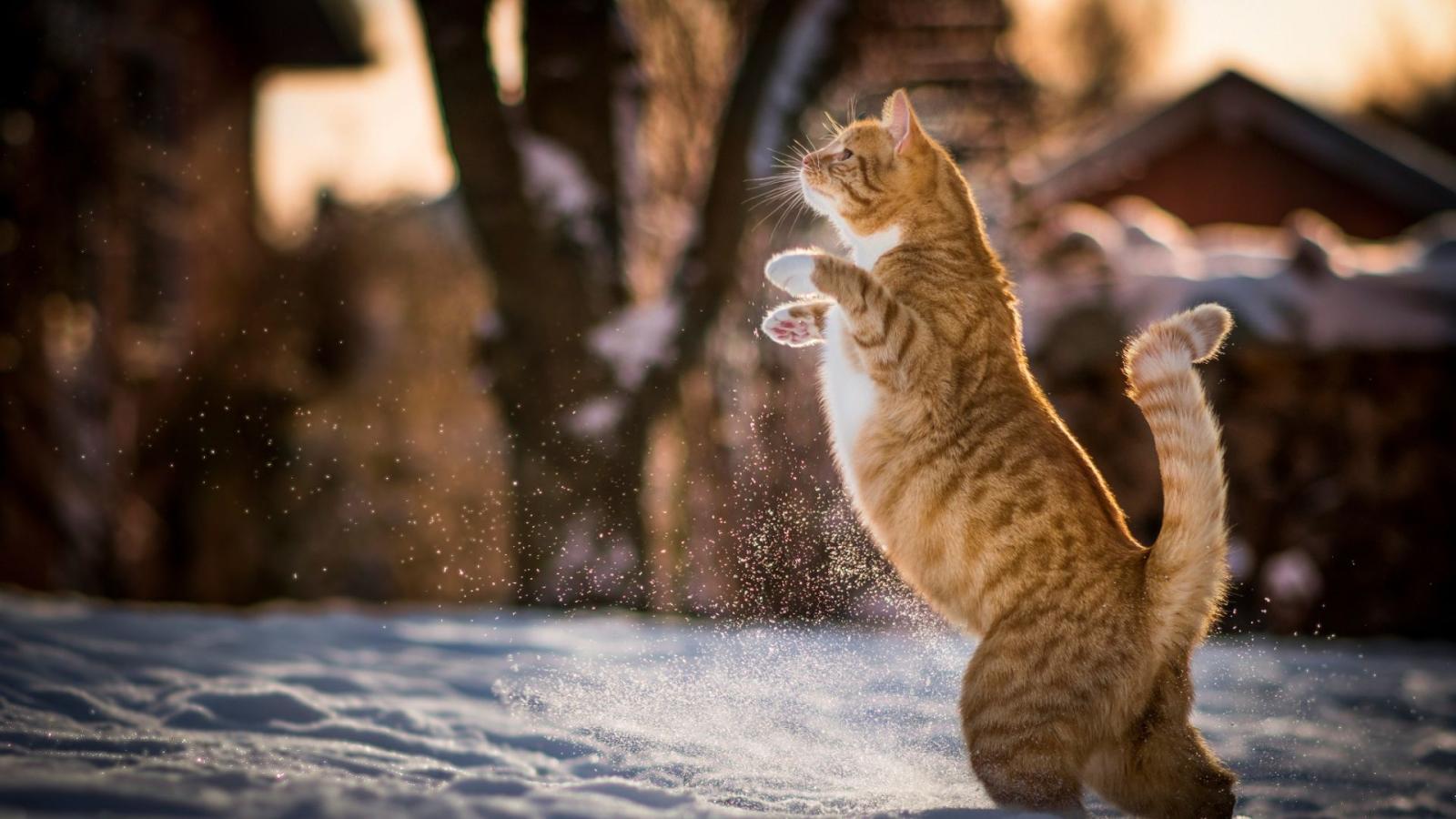 1920x1080 Download 1920x1080 HD Wallpaper walking cat amusing snow, Desktop