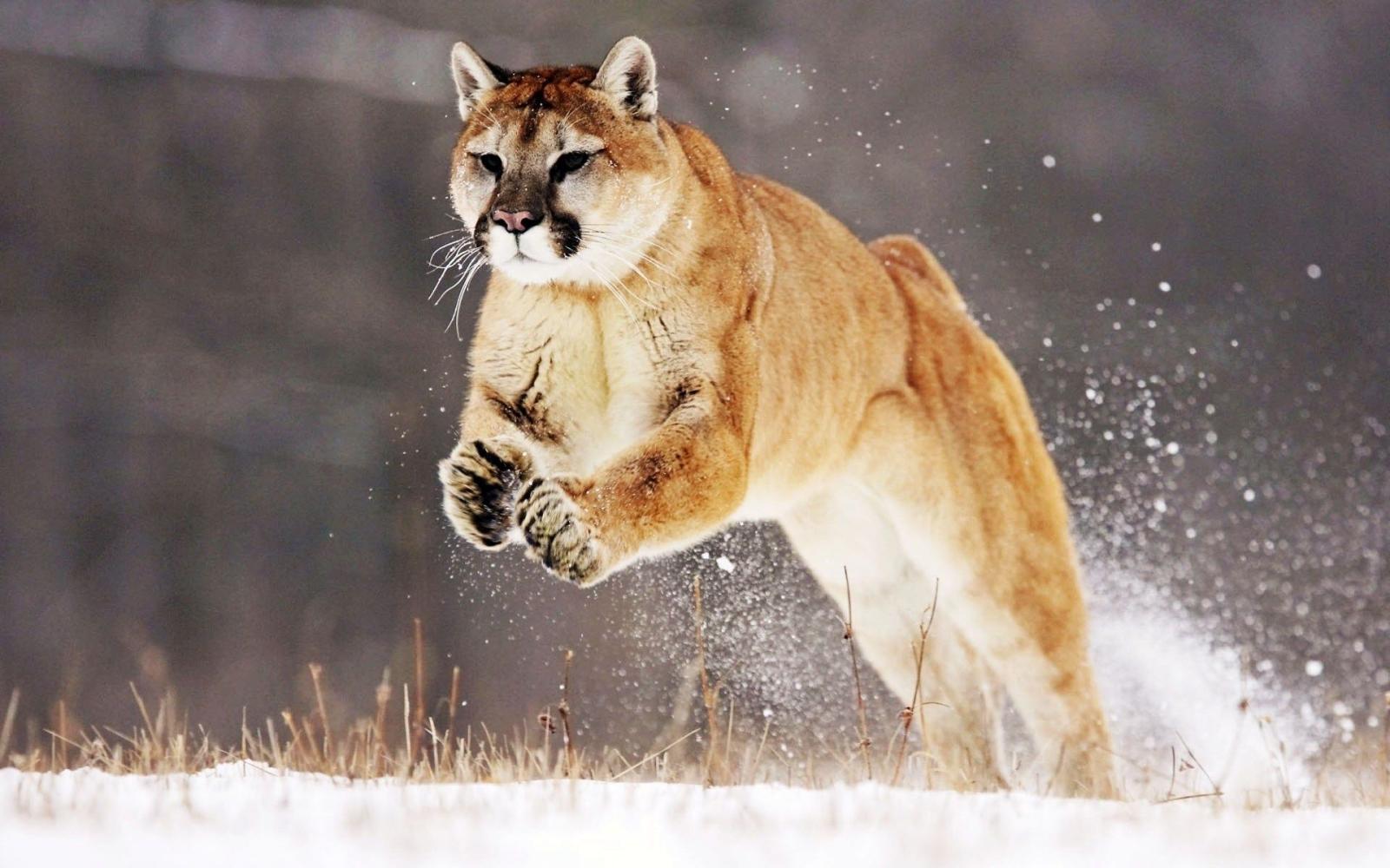 1920x1200 cat, Beautiful, cougar, jump, snow - HD wallpaper desktop backgrounds