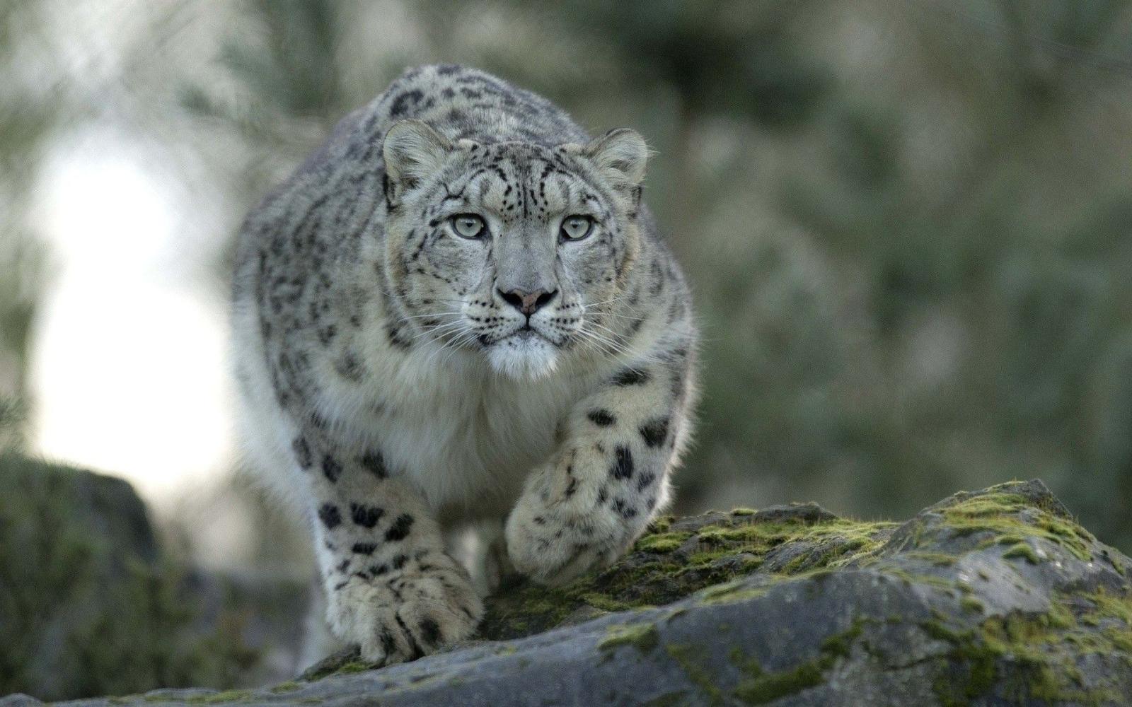 1920x1200 Desktop Images, Smart Phone Cat,snow,lovely, Leopard, Lg, Free