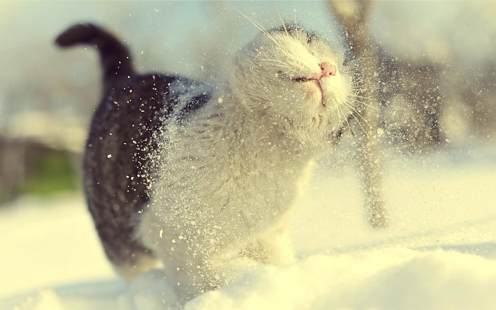 1920x1200 winter snow cat depth of field macro Wallpapers HD / Desktop and