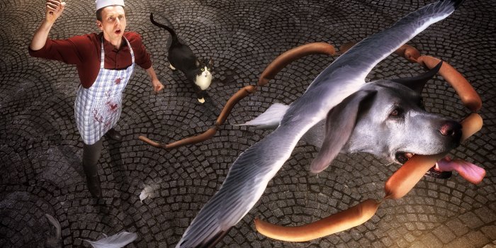 2500x1875 Photos funny dog Cats Knife Funny Vienna sausage cooks 2500x1875