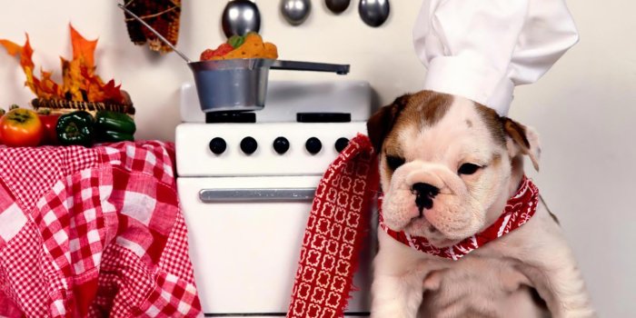 1920x1440 Funny Pictures