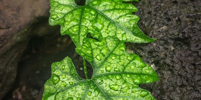 910x1329 HD wallpaper: ivy, leaf, nature, plants, the leaves, green