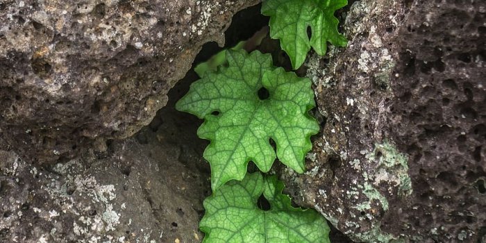 910x1839 3200x900px | free download | HD wallpaper: ivy, plants, nature