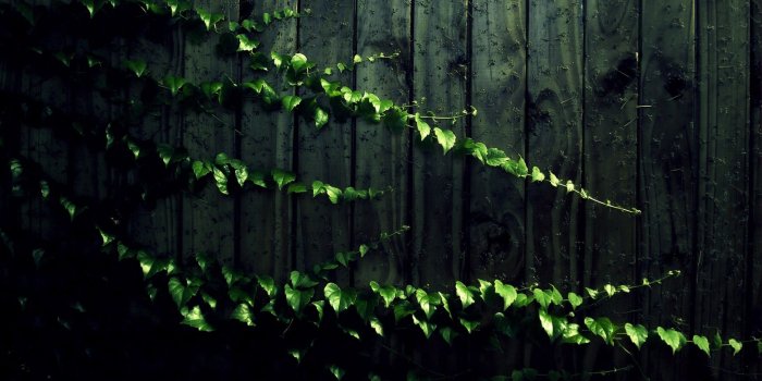 1920x1080 Ivy Wallpaper (52+ pictures)