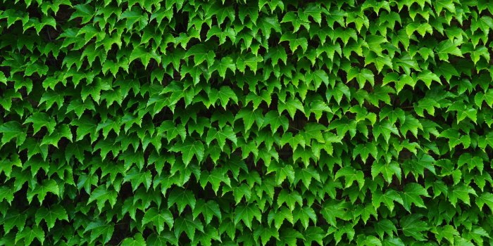 3199x2031 Best 39+ Ivy Wallpaper on HipWallpaper | Lily Ivy Wallpaper